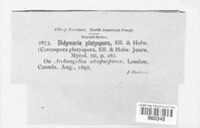 Passalora platyspora image